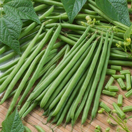 200 Topcrop Green Bean Bush Snap Garden Heirloom NON-GMO Vegetable Seeds | www.seedsplantworld.com