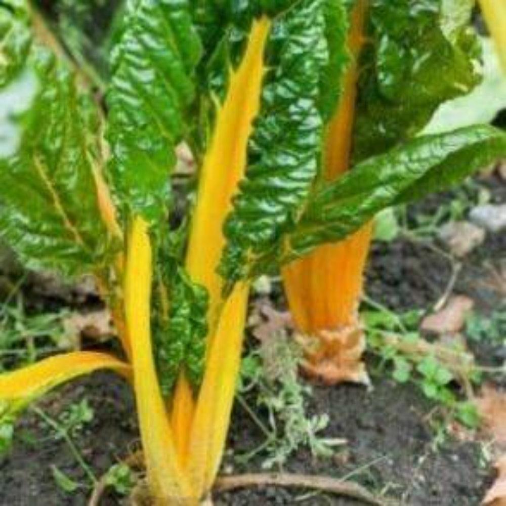 100 Ct Canary Yellow Swiss Chard Garden NON-GMO Vegetable Seeds | www.seedsplantworld.com