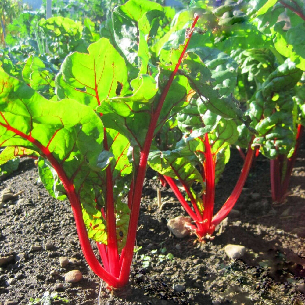 50 Ct Ruby Red Swiss Chard Garden Heirloom Vegetable Seeds | www.seedsplantworld.com