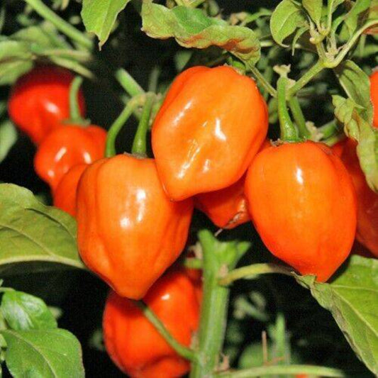 30+ Orange Habanero Pepper Hot NON-GMO Heirloom Vegetable Seeds | www.seedsplantworld.com