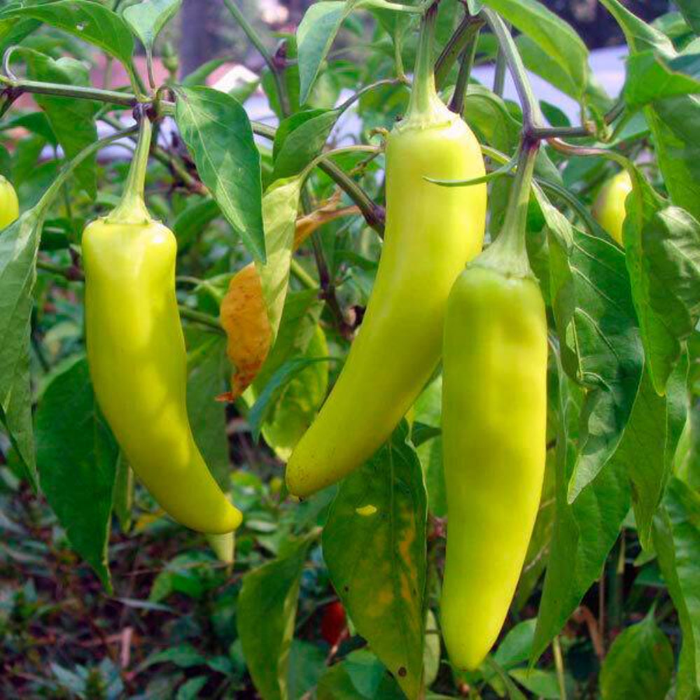 50+ Sweet Banana Pepper Yellow Garden Heirloom Vegetable Seeds | www.seedsplantworld.com