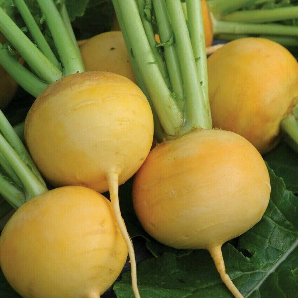 500+ Golden Ball Turnip Garden NON-GMO Heirloom Vegetable Seeds | www.seedsplantworld.com