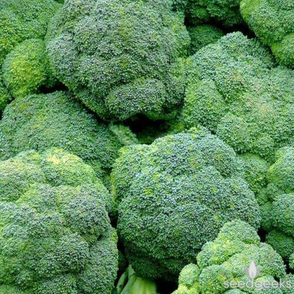 600+ Broccoli Waltham 29 NON-GMO Vegetable Seeds | www.seedsplantworld.com