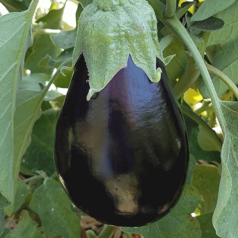 200+ Eggplant Black Beauty Garden Heirloom NON-GMO Vegetable Seeds | www.seedsplantworld.com