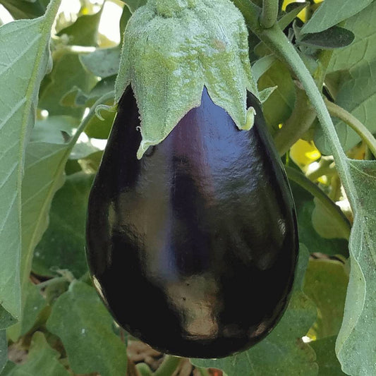 200+ Eggplant Black Beauty Garden Heirloom NON-GMO Vegetable Seeds | www.seedsplantworld.com