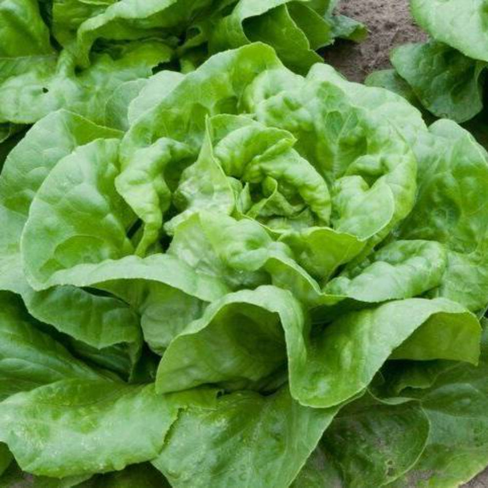 600+ Butter Crunch Lettuce Butterhead NON-GMO Vegetable Seeds | www.seedsplantworld.com