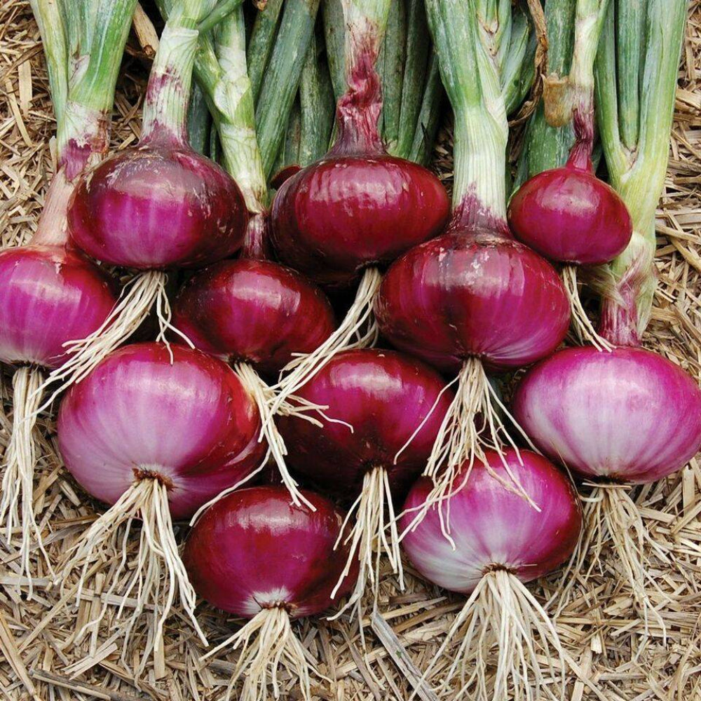 200+ Red Burgundy Onion Garden Heirloom NON-GMO Vegetable Seeds | www.seedsplantworld.com