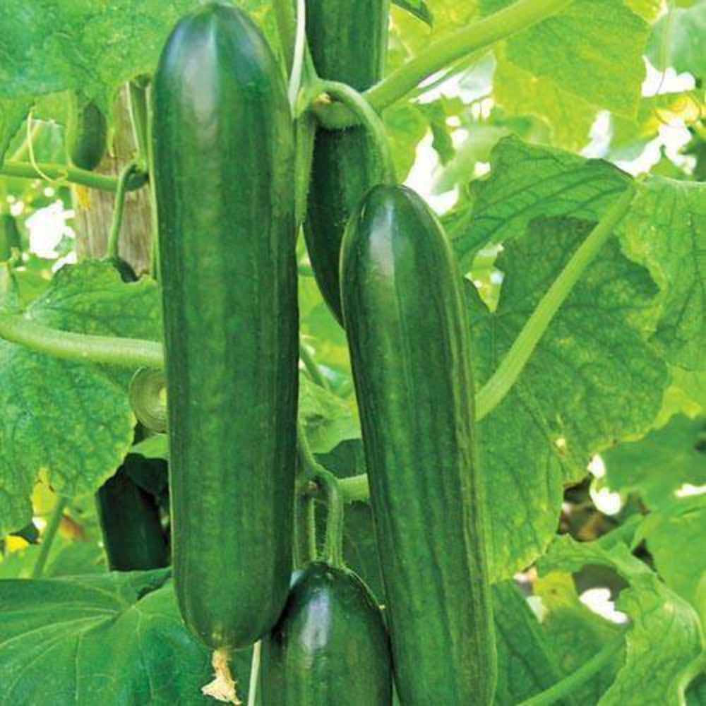 50+ Ct Ashley Long Cucumber Heirloom NON-GMO Vegetable Seeds | www.seedsplantworld.com