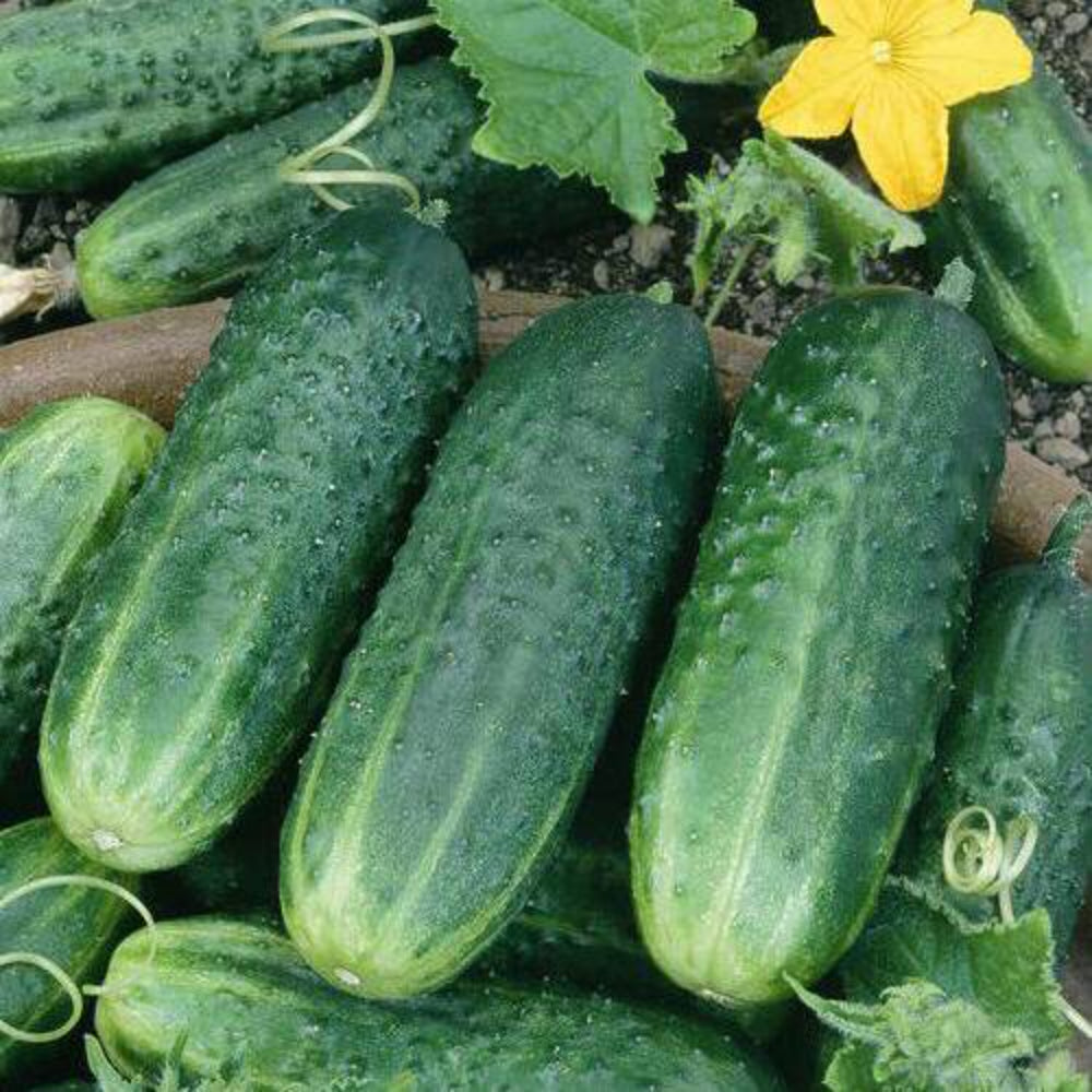 50+ Carolina Cucumber Garden Pickling NON-GMO Vegetable Seeds | www.seedsplantworld.com