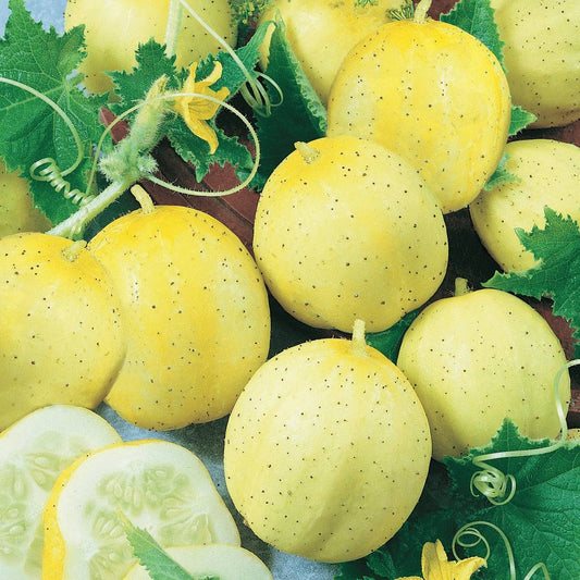 50+ Lemon Cucumber Garden Heirloom NON-GMO Vegetable Seeds | www.seedsplantworld.com