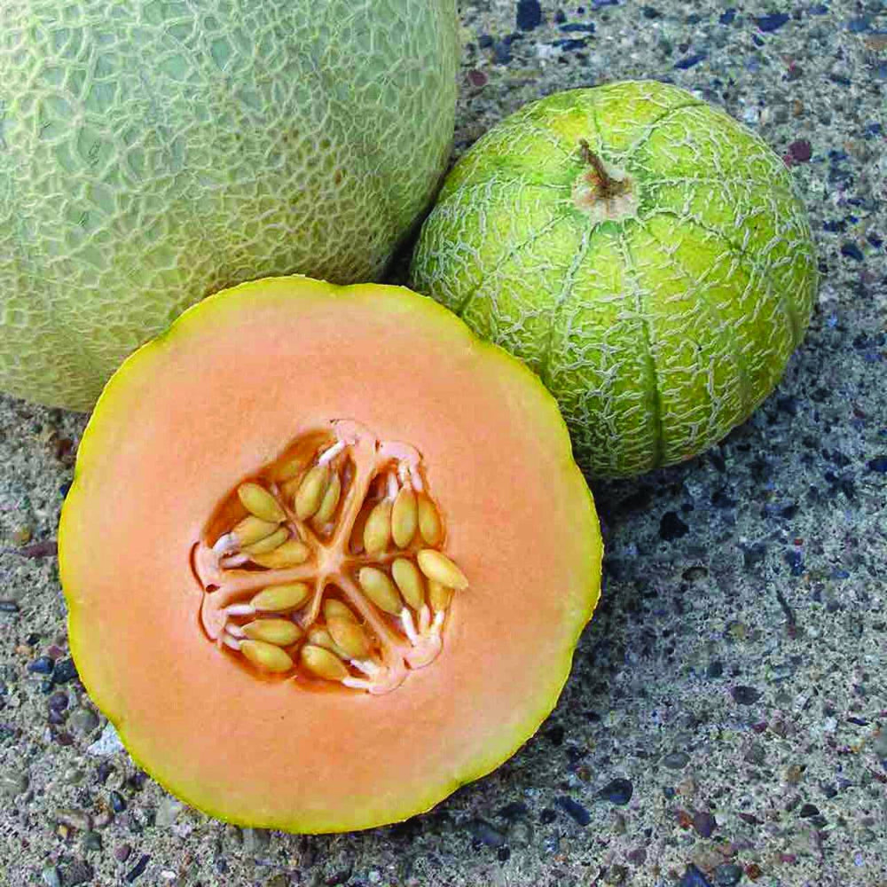 25+ Minnesota Midget Cantaloupe Mini Melon NON-GMO Fruit Seeds | www.seedsplantworld.com