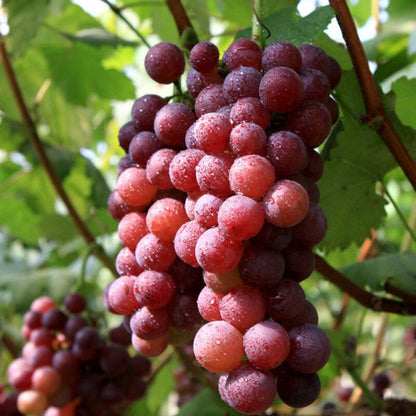 Red Flame Seedless Grape Vine Fruit Tree (25~30 Inch Height)