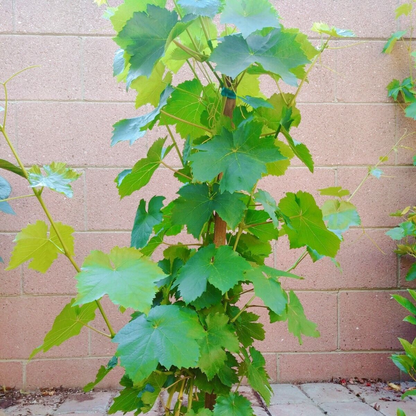 Red Flame Seedless Grape Vine Fruit Tree (25~30 Inch Height)