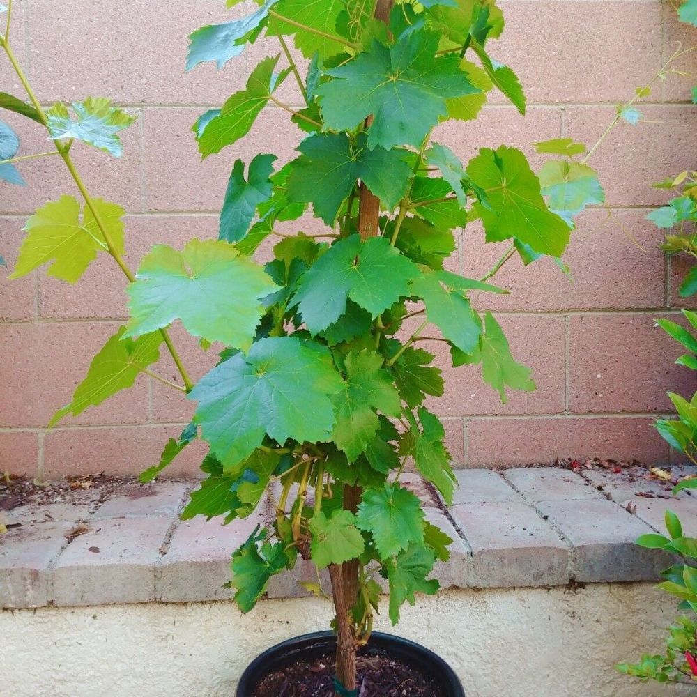 Red Flame Seedless Grape Vine Fruit Tree (3~4 Feet Height)
