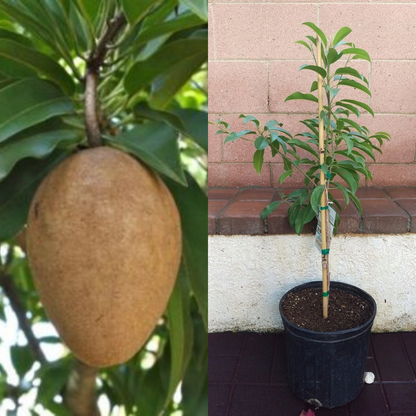 Sapodilla (Alano) Tropical Fruit Tree | www.seedsplantworld.com