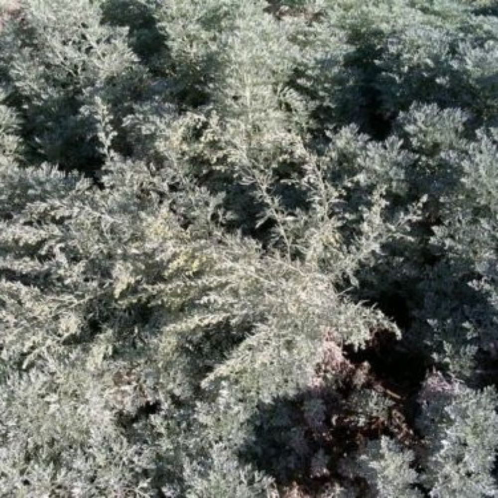 10 Artemisia Absinthium Absinth Or Wormwood Seeds For Planting | www.seedsplantworld.com