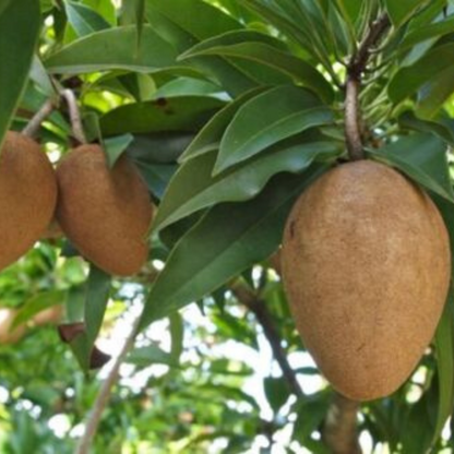 Sapodilla (Alano) Tropical Fruit Tree