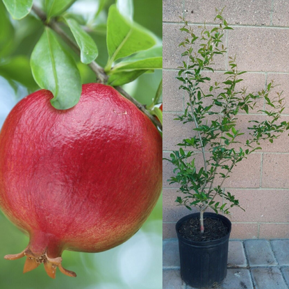 Pomegranate Wonderful Fruit Tree | www.seedsplantworld.com