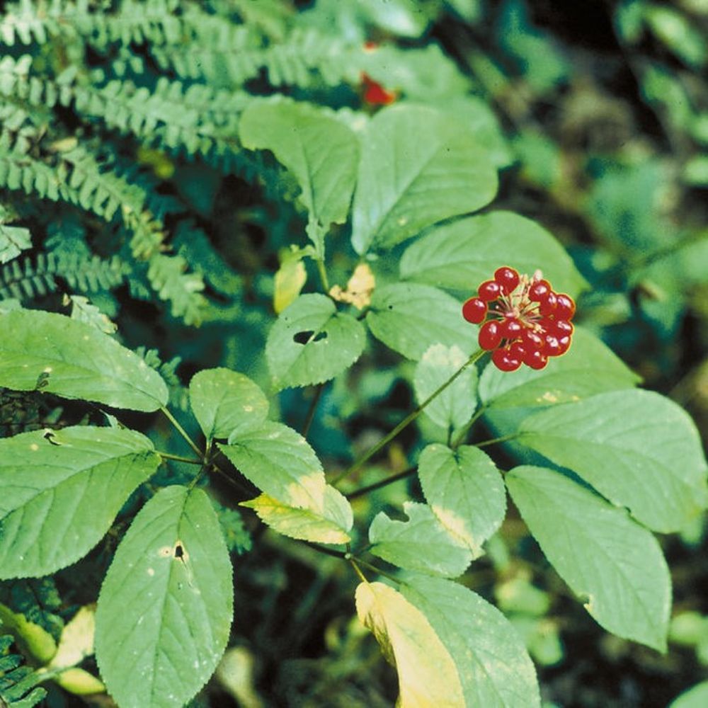 5 Panax Quinquefolius American Ginseng Herb Seeds For Planting | www.seedsplantworld.com