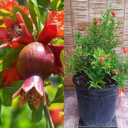 Dwarf Pomegranate (Punica Granatum 'Nana') Fruit Tree | www.seedsplantworld.com