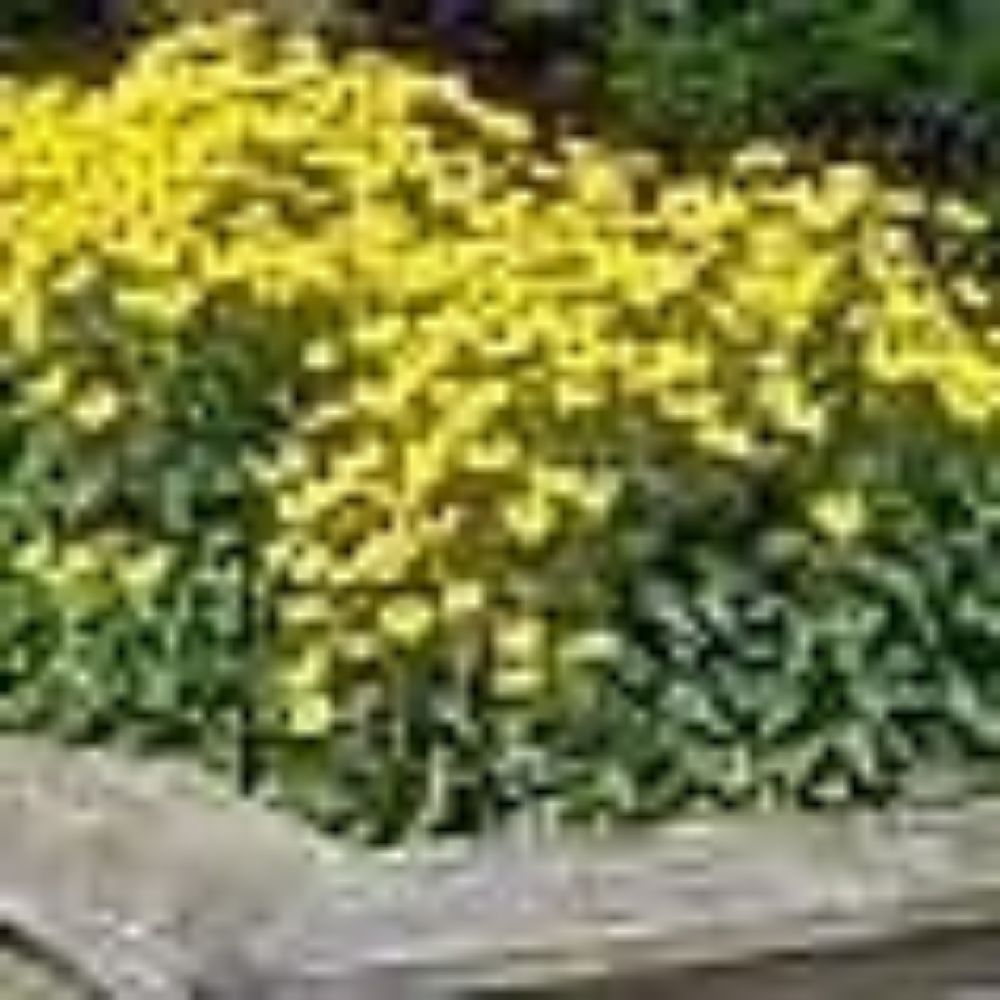 50 Rudbeckia Goldstrum Black Eyed Susan Perennial Seeds For Planting | www.seedsplantworld.com