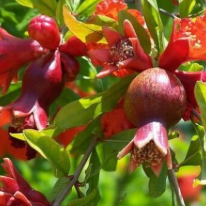 Dwarf Pomegranate (Punica Granatum 'Nana') Fruit Tree