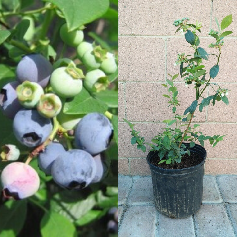 Sunshine Blue Blueberry Healthy Roots Fruit Tree | www.seedsplantworld.com
