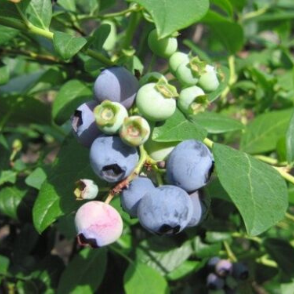 Sunshine Blue Blueberry Healthy Roots Fruit Tree