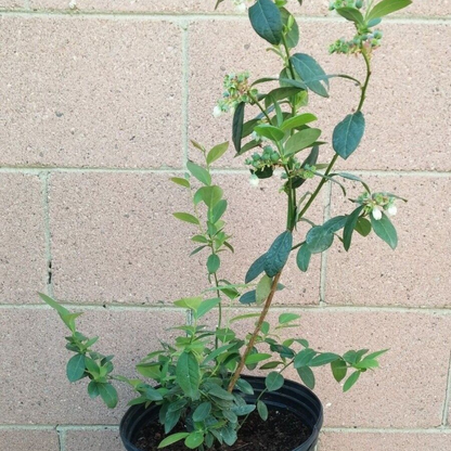 Sunshine Blue Blueberry Healthy Roots Fruit Tree