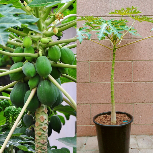 Dwarf Papaya (Braziliam) Tropical Fruit Tree | www.seedsplantworld.com