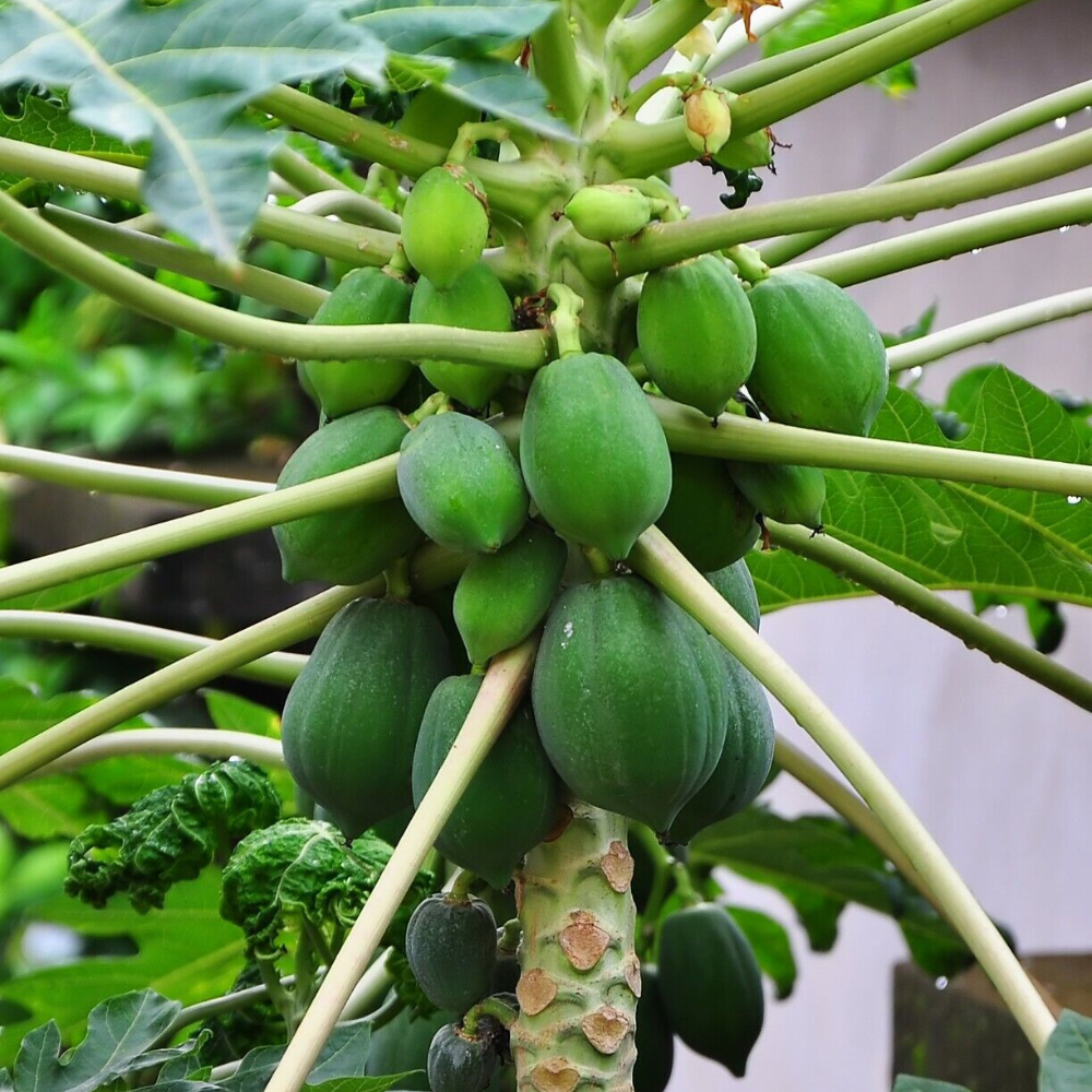 Dwarf Papaya (Braziliam) Tropical Fruit Tree