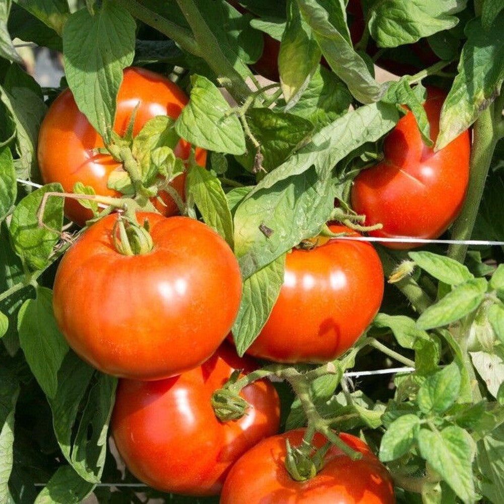 30 Rutgers Tomato NON-GMO Jersey Tomato Vegetable Seeds | www.seedsplantworld.com