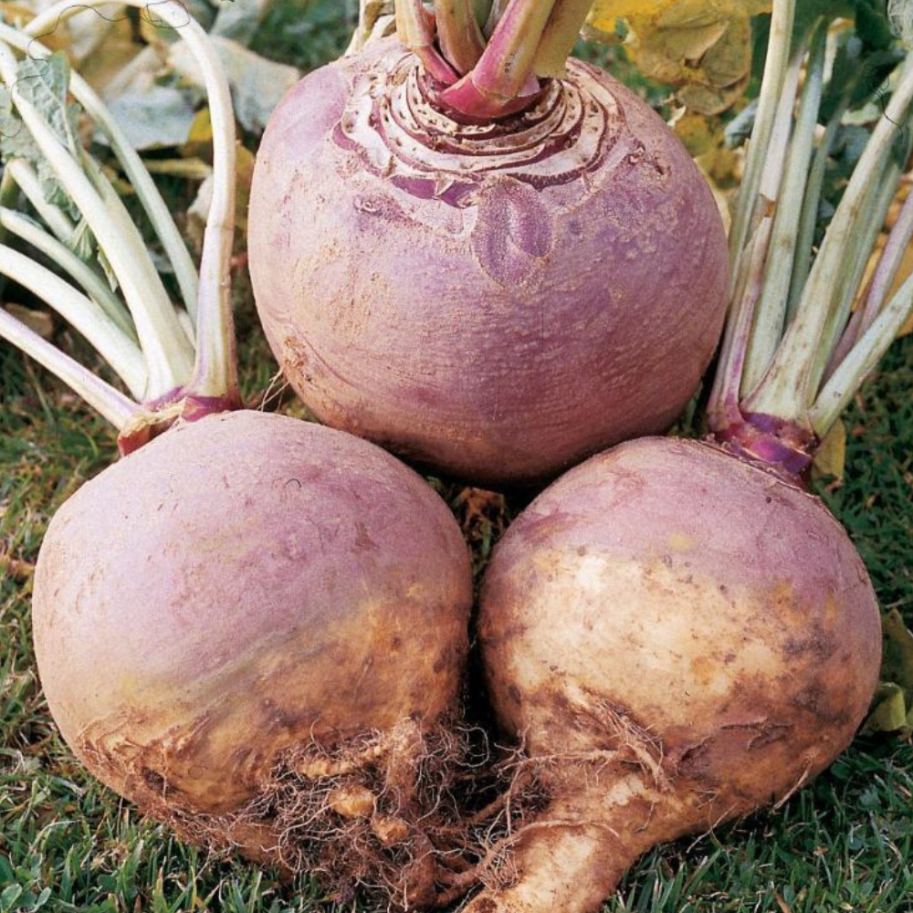 250 Rutabaga American Purple Top NON-GMO Swedish Turnip Vegetable Seeds | www.seedsplantworld.com