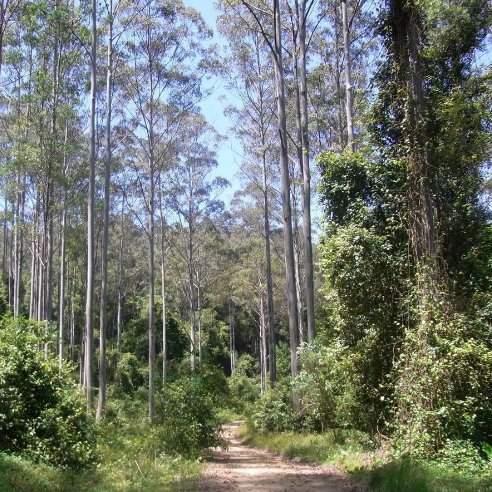 10 Eucalyptus Saligna Sydney Blue Gum Seeds For Planting | www.seedsplantworld.com