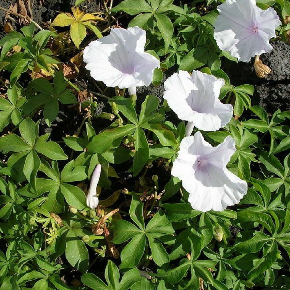 10 Ipomoea Cairica Alba Five Fingered Morning Glory Seeds For Planting | www.seedsplantworld.com