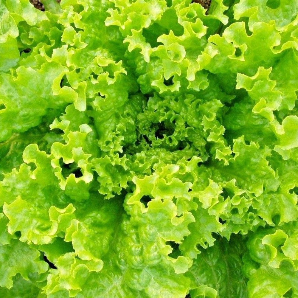 600 Grand Rapids Lettuce TBR Garden Salad Greens NON-GMO Vegetable Seeds | www.seedsplantworld.com