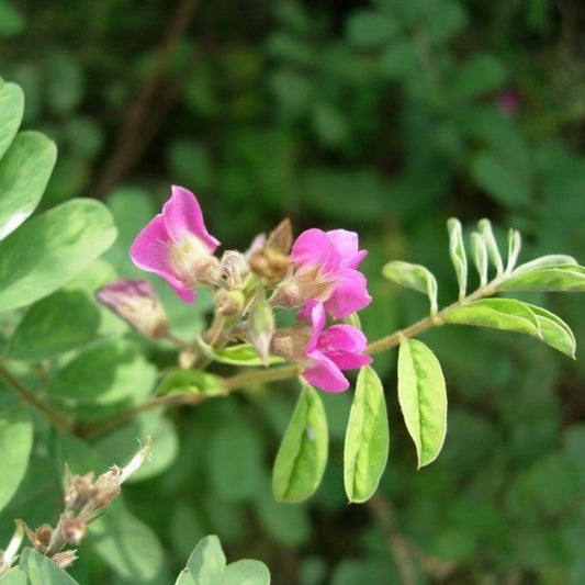 5 Tephrosia Purpurea Wild Indigo Seeds For Planting | www.seedsplantworld.com