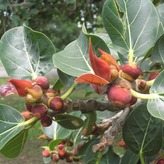 5 Ficus Rumphii Unique Tree Seeds For Planting | www.seedsplantworld.com