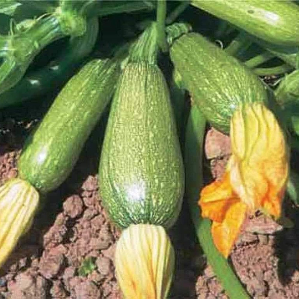 115 Grey Zucchini Summer Squash Mexican Grey Squash Lebanese Vegetable Seeds | www.seedsplantworld.com