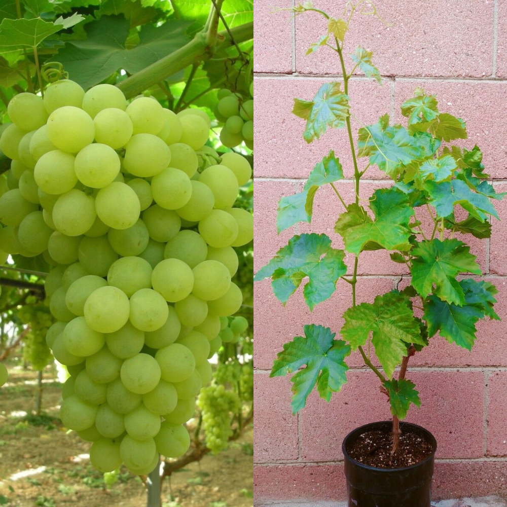 Thompson Seedless Grape Vine Fruit Tree (25~30 Inch Height) | www.seedsplantworld.com