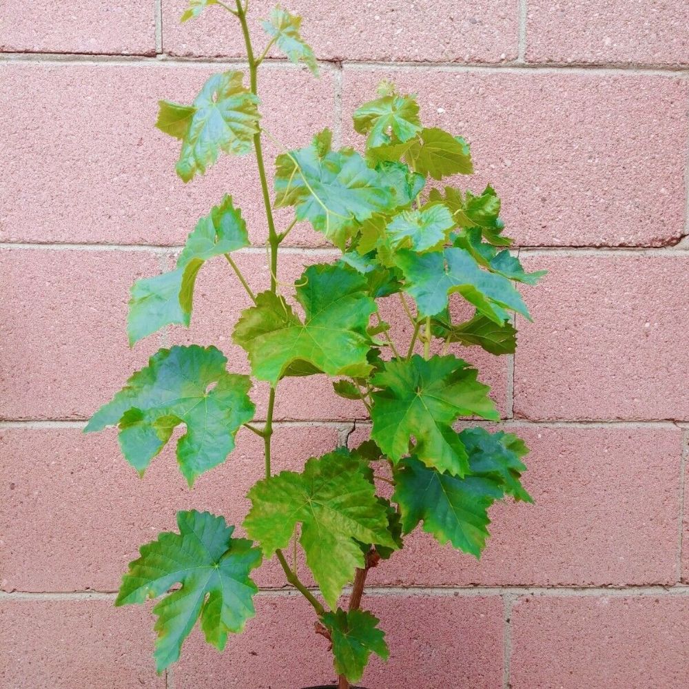 Thompson Seedless Grape Vine Fruit Tree (25~30 Inch Height)