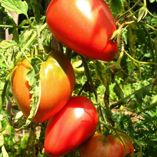 30 Pink Oxheart Tomato NON-GMO Vegetable Seeds | www.seedsplantworld.com