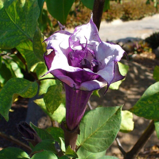 5 Datura Metel Triple Purple Devils Trumpet Seeds For Planting | www.seedsplantworld.com