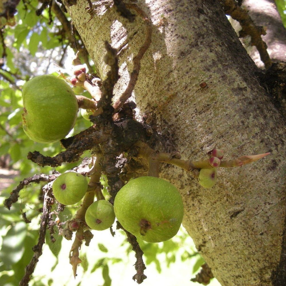 5 Ficus Racemosa Unique Tree Seeds For Planting | www.seedsplantworld.com