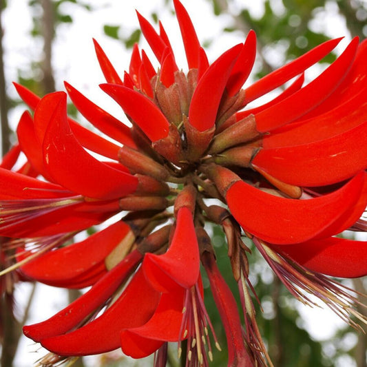 5 Erythrina Variegata Coral Tree Seeds For Planting | www.seedsplantworld.com