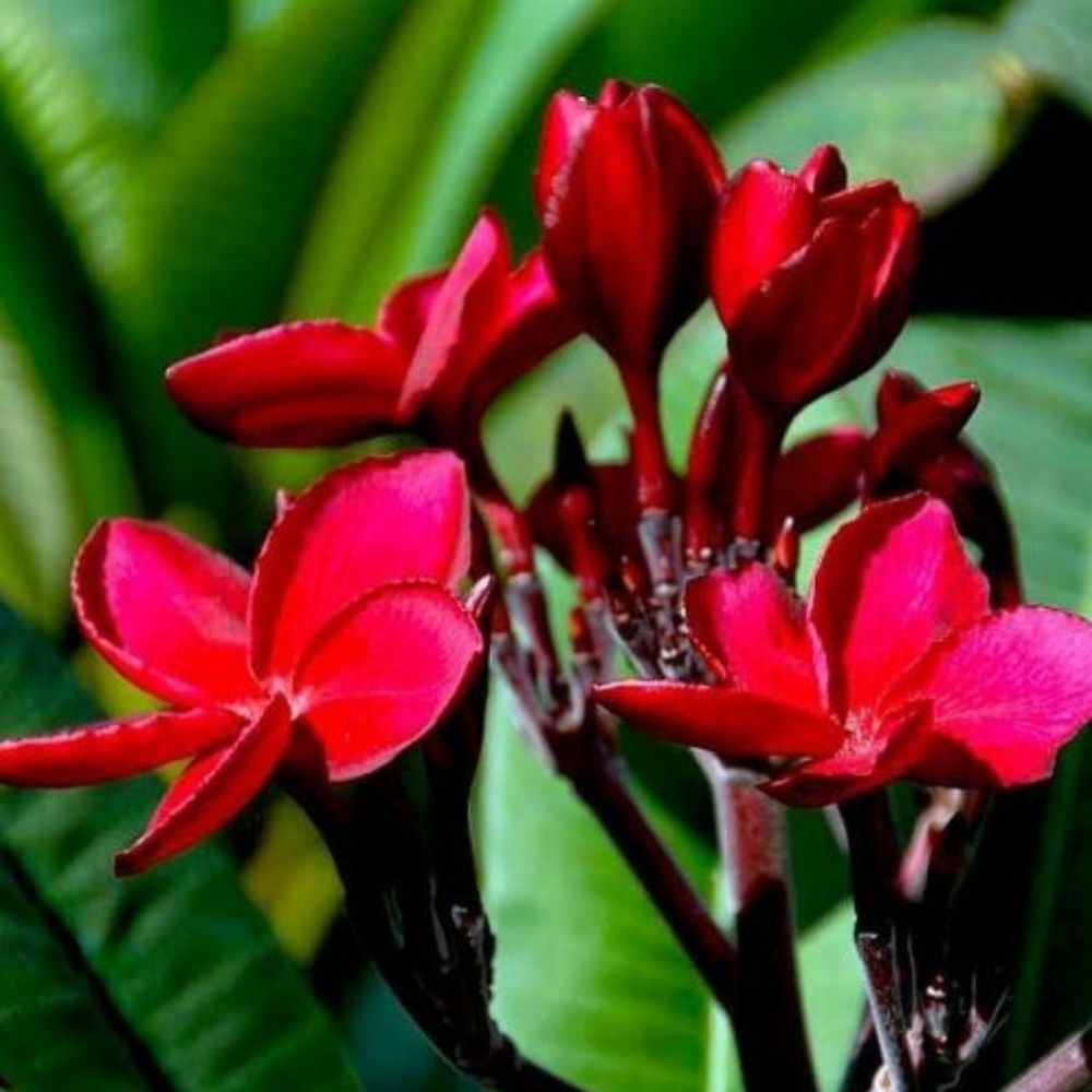 5 Plumeria Rubra Red Plumeria Seeds For Planting | www.seedsplantworld.com