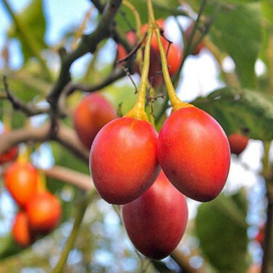 5 Solanum Betaceum Sweet Red Form • Tree Tomato Fruit Seeds For Planting | www.seedsplantworld.com