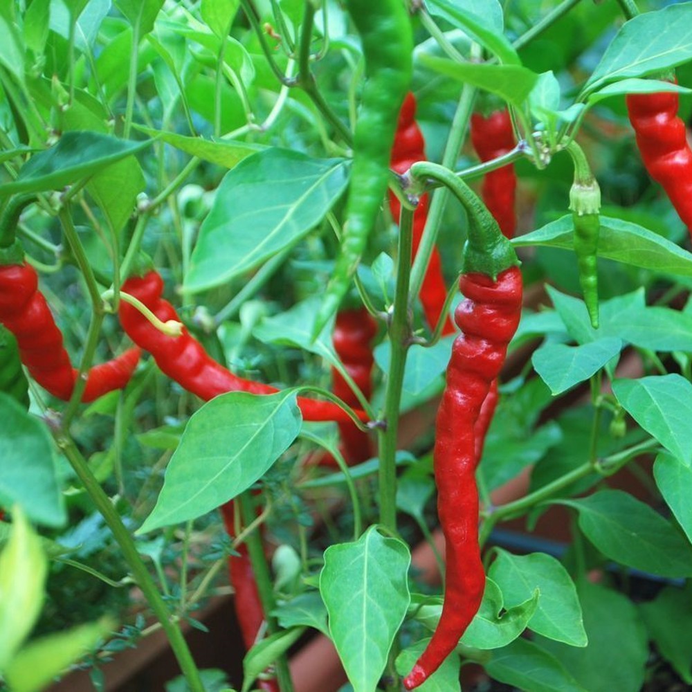 100 Cayenne Long Red Thin Pepper NON-GMO Vegetable Seeds | www.seedsplantworld.com