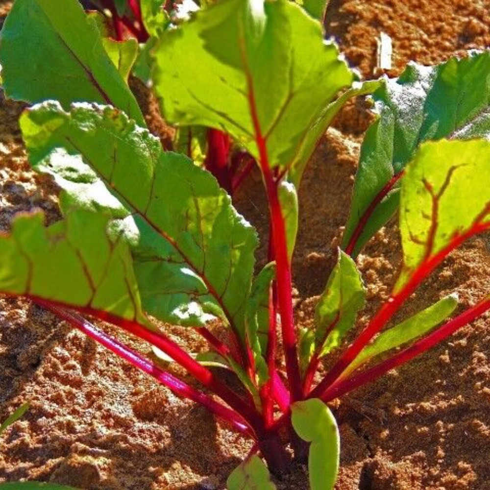 30 Ruby Queen Beet NON-GMO Mild Buttery Beet Heirloom Vegetable Seeds | www.seedsplantworld.com