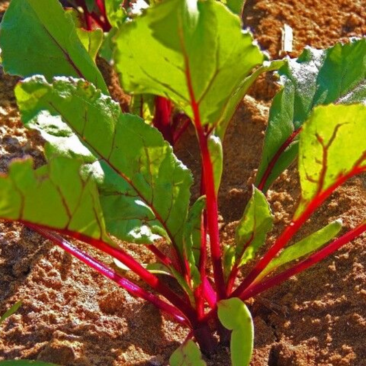 30 Ruby Queen Beet NON-GMO Mild Buttery Beet Heirloom Vegetable Seeds | www.seedsplantworld.com